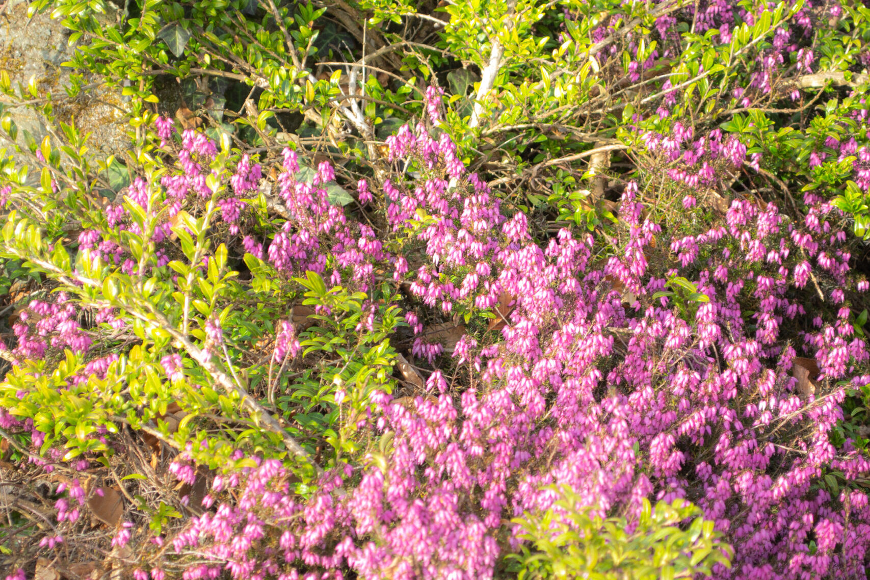 Nature Site slideshow