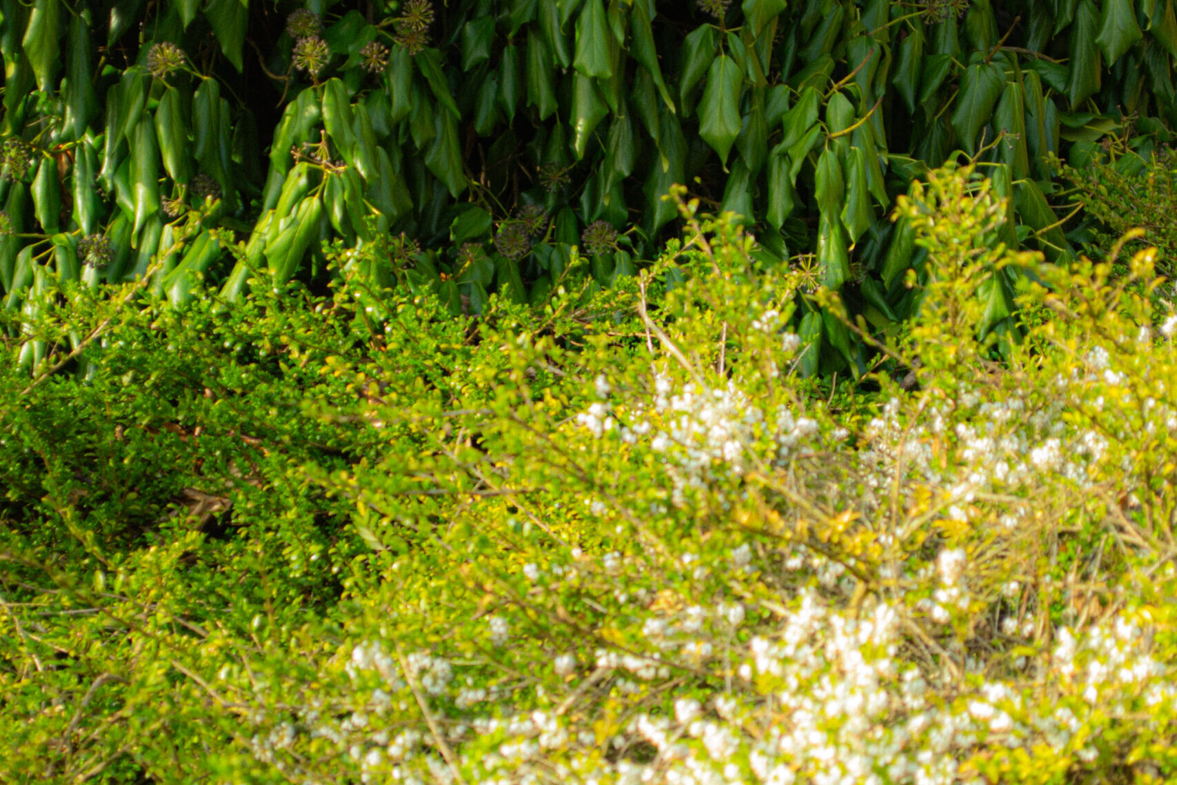Nature Site slideshow