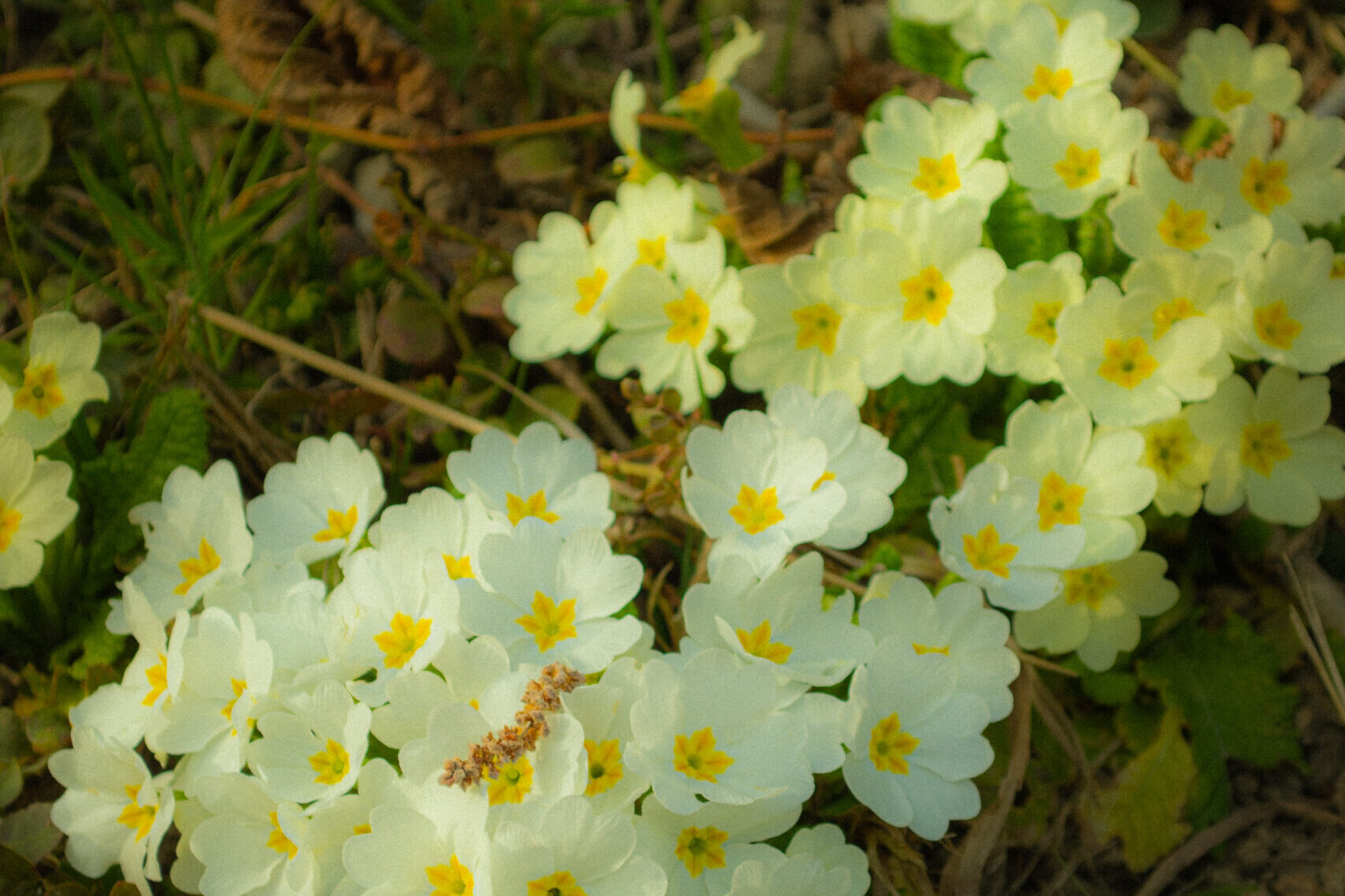 Nature Site slideshow