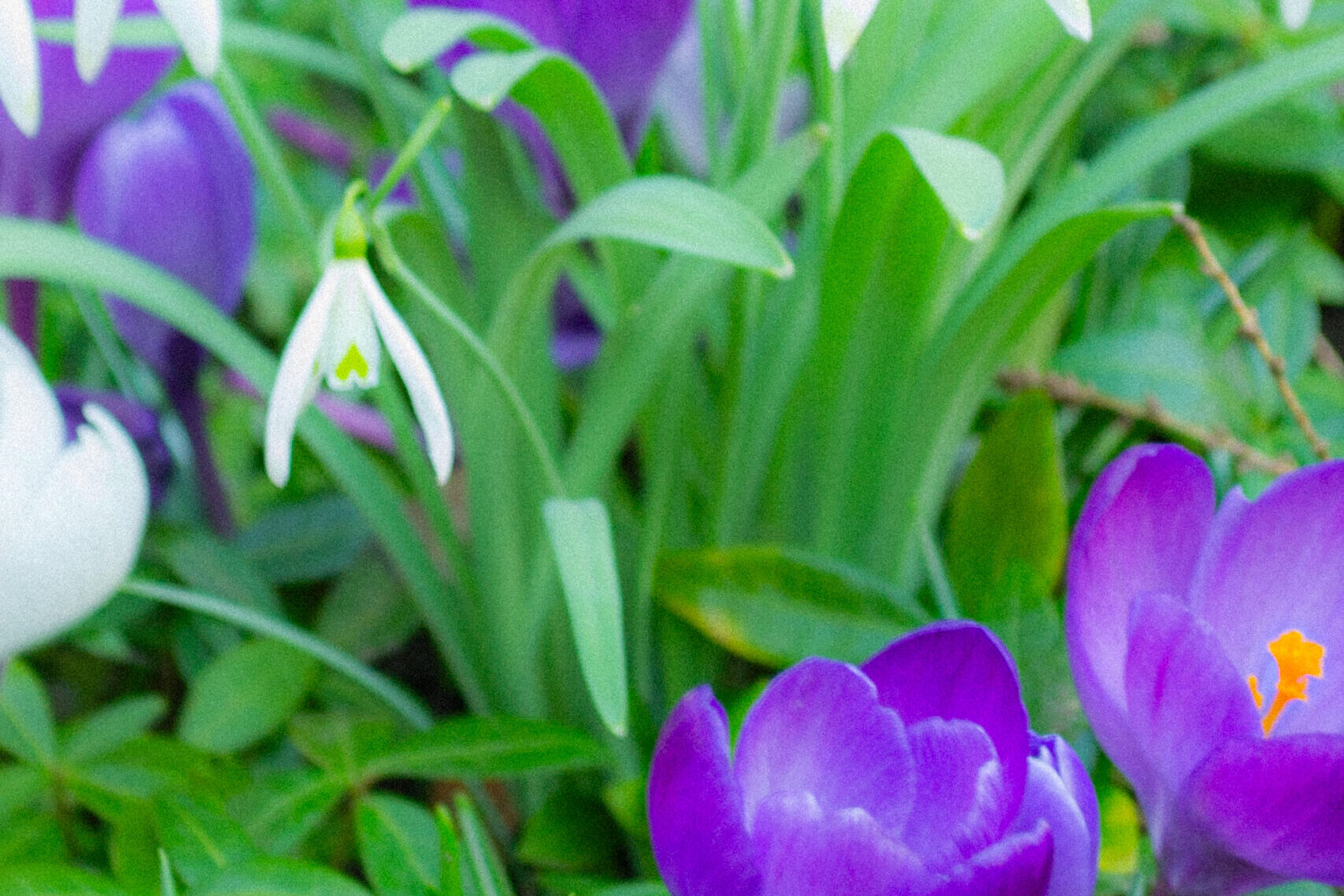 Nature Site slideshow